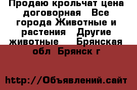 Продаю крольчат цена договорная - Все города Животные и растения » Другие животные   . Брянская обл.,Брянск г.